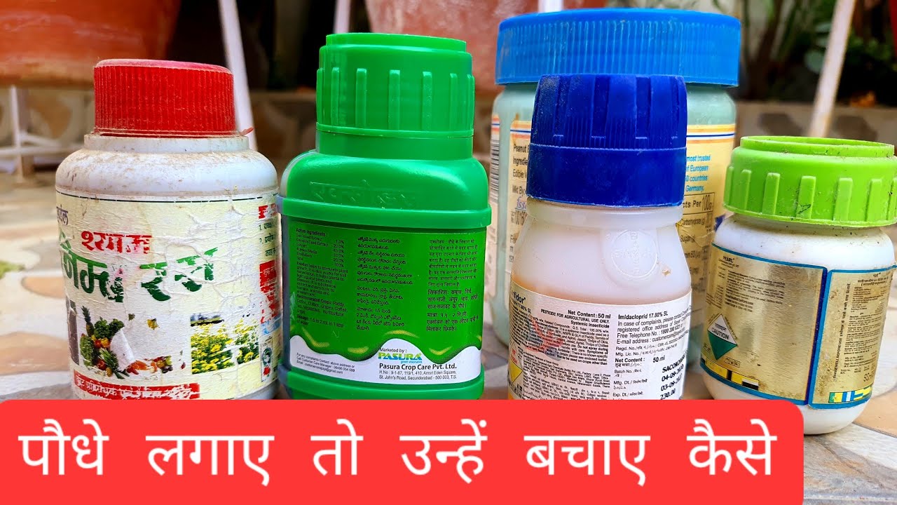 How to Use Insecticides and Pesticides on Plants | How to Use Pesticides | Organic Pesticides | (video lesson)