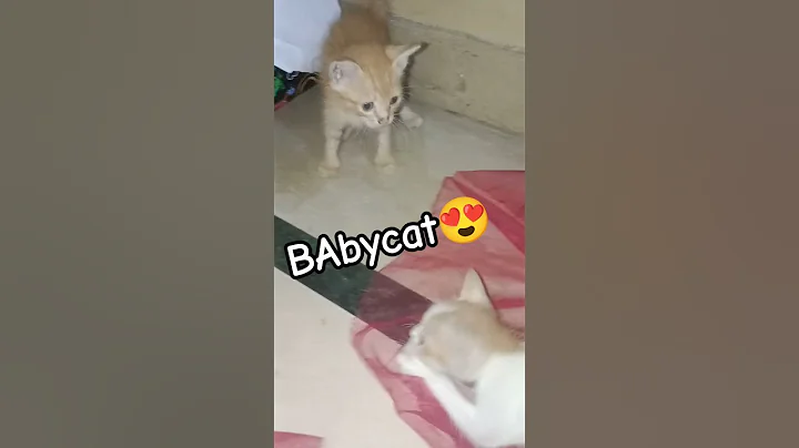 Watch the video about #kitten #persiancat #catshorts #cuteanimal#cutecat#cuteanimal #today #cutepet #foryou #trendingshort