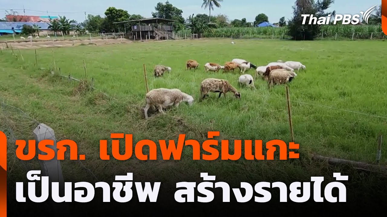 ขรก. เปิดฟาร์มแกะ เป็นอาชีพ สร้างรายได้ | วันใหม่ ไทยพีบีเอส | 15 ก.ค. 68
