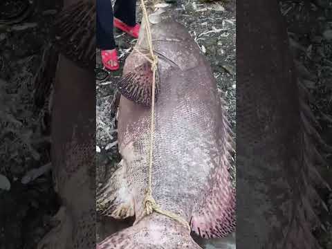 سمكة ضخمة تزن 200 رطل ت ذهل الصيادين في هاينان بالصين