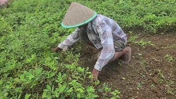 Simple Smart Ideas for Removing Weeds from Peanut Fields for Maximum Growth — Agriculture Farming