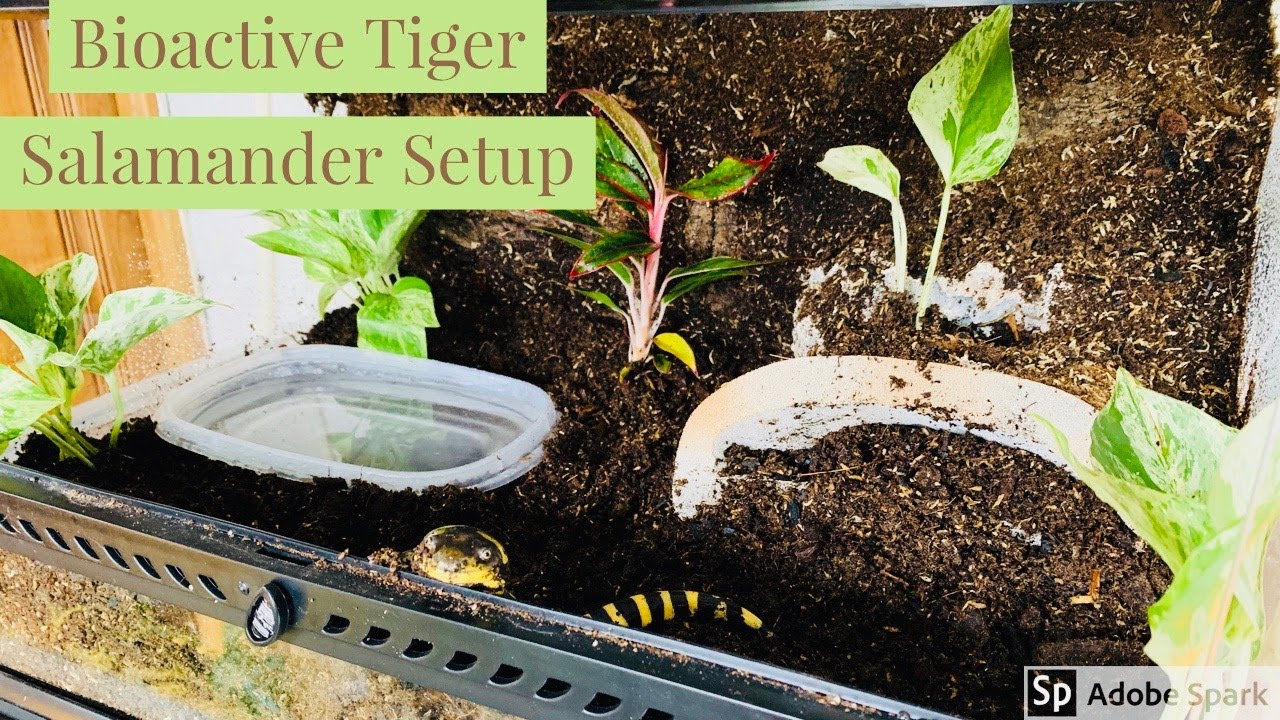 Биоактивная установка Tiger Salamander от Josh's Frogs!