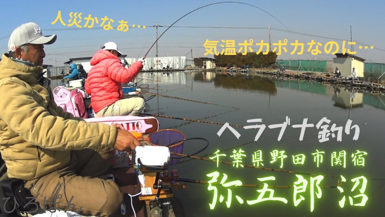 ヘラブナ釣り　弥五郎沼　千葉県野田市関宿　管理釣り場　バランス底釣り　から　浅ダナセット釣り　#へらぶな釣り #fishing #釣り #ヘラブナ  2026年2月15日釣行