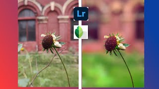 Nature Photo Editing By Lightroom and Snapseed #nature #snapseed  #editing screenshot 2
