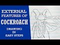 How to draw external features of cockroach : ncert class 11 : CBSE 11th Biology : XI Science