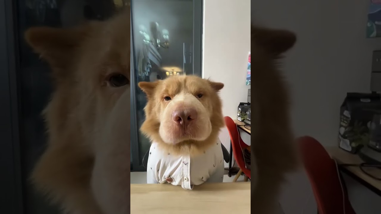 This Shar Pei Has The CUTEST Wrinkly Face EVER. 