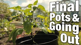 Chilli Pepper Growing Guide  Part 5: Hardening Off & Potting Up