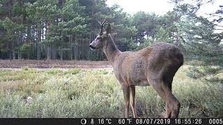 Corzo macho cruza el pinar (Capreolus capreolus) (31).