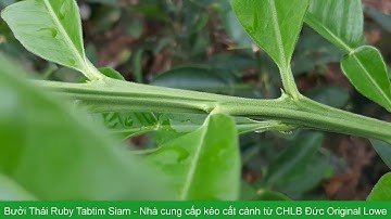 Thăm vườn cây giống bưởi thái Ruby Tabtim Siam - Kéo cắt cành Đức Original Lowe 15.107: 0869214270