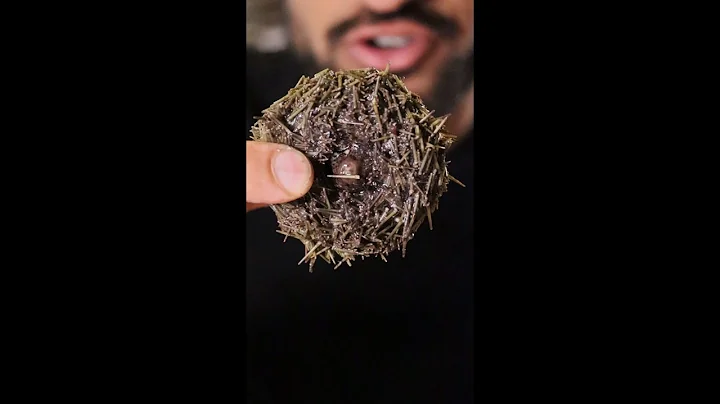 Let's Try Live Sea Urchin