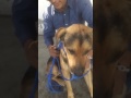 Pechera (correa) de nudos para perro