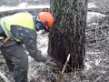 Валка леса,тяжелая и опасная работа лесоруба.
