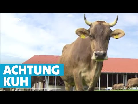 Video: Sind Kühe paarfüßig?