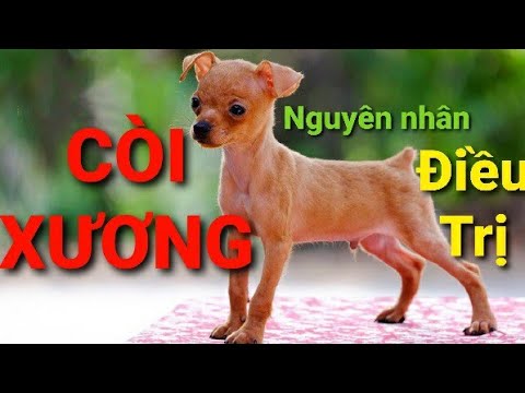 Video: Cách điều Trị Bệnh Còi Xương ở Chó