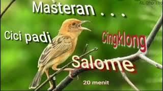 masteran burung sawah (cicipadi) salome,ciloreng dll