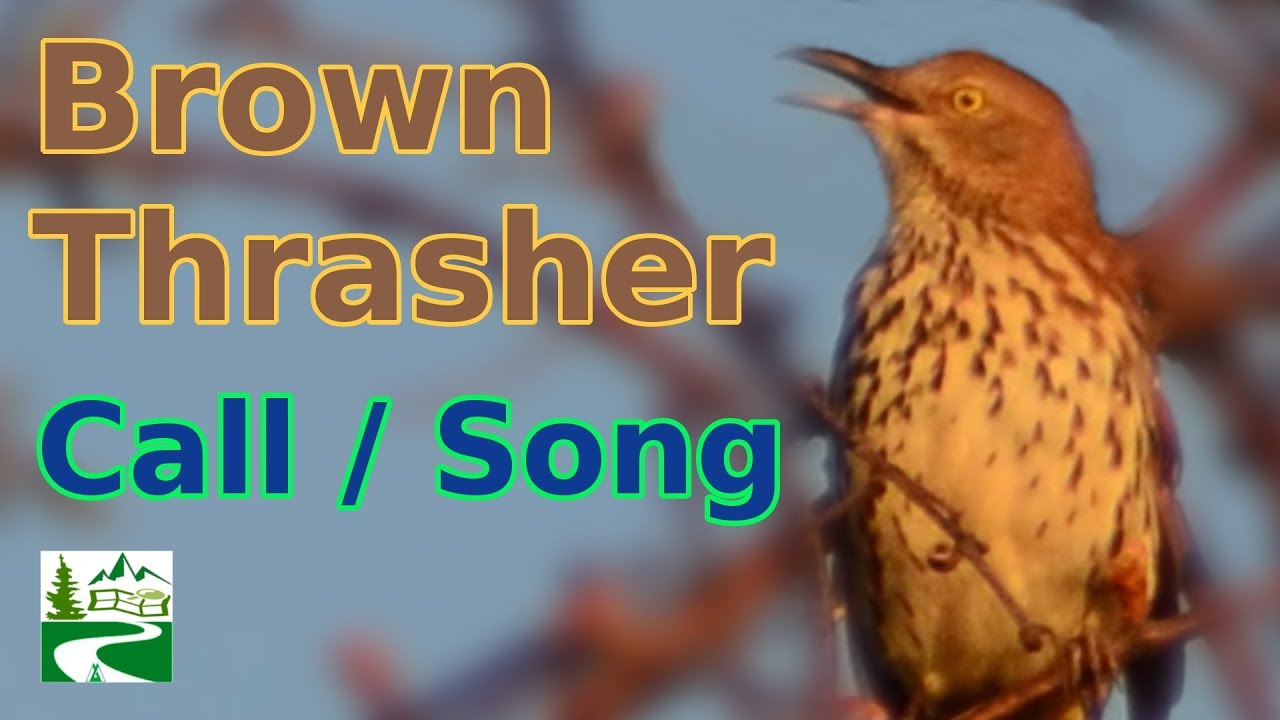 Brown thrasher bird call / song / sounds - YouTube