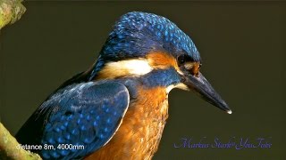 Kingfisher, Martin Pescador, Eisvogel, Germany, UHD, 4K