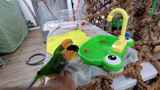 4th recess with Ricky and Eddy ❤️🥰❤️ by Providence Meadow Caique Sanctuary 402 views 6 days ago 4 minutes, 44 seconds