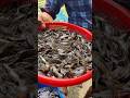 দেশি টেংড়া মাছের পোনা অডার করুন | Tengra Fish Farming #fishfarming #fishfarm #shorts #foryou