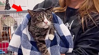 Shelter's Elderly Cat Had Given Up Hope Of Adoption, But One Day Unbelievable Happened by BazPaws 16,539 views 11 days ago 2 minutes, 35 seconds