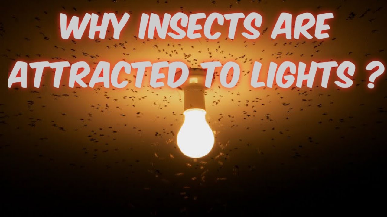 Why insects are attracted to light ? | Explained by Yohith Jayakumar