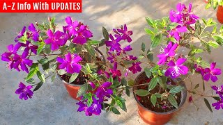 RIGHT way to grow & care for Tibouchina (they don't tell you this)