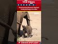 🐘 Heartwarming Moment: Elephant Family Bonding in the Wild
