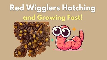 Red Wiggler Cocoon Nursery Update | Baby Worms, Juveniles & Worm Castings vs Bedding Explained