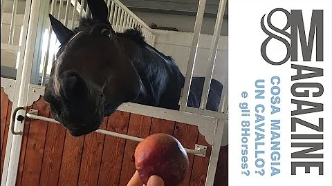 Quanto mangia un cavallo costo?
