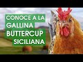 Gallina Buttercup siciliana 🐔 El ave dorada con lentejuelas negras