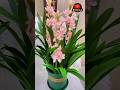 Bunga Tuberose si Parfum Hidup #sedapmalam