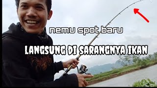 Mancing Mangrove Jack di Sarang Predator