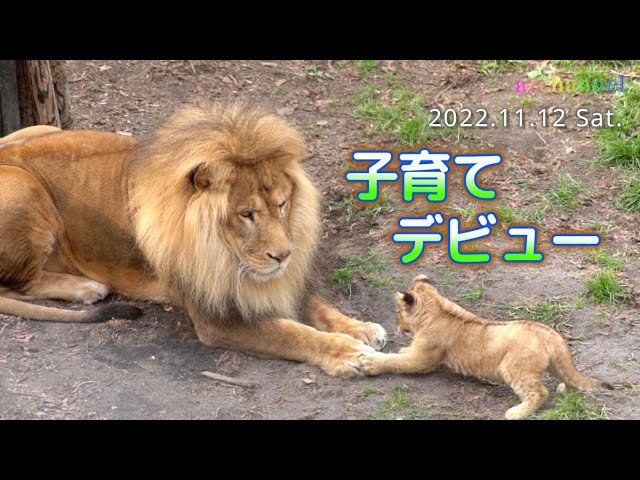 ライオン親子 Lion 'Orito's Parenting Debut!Kids Fascinated by Papa's