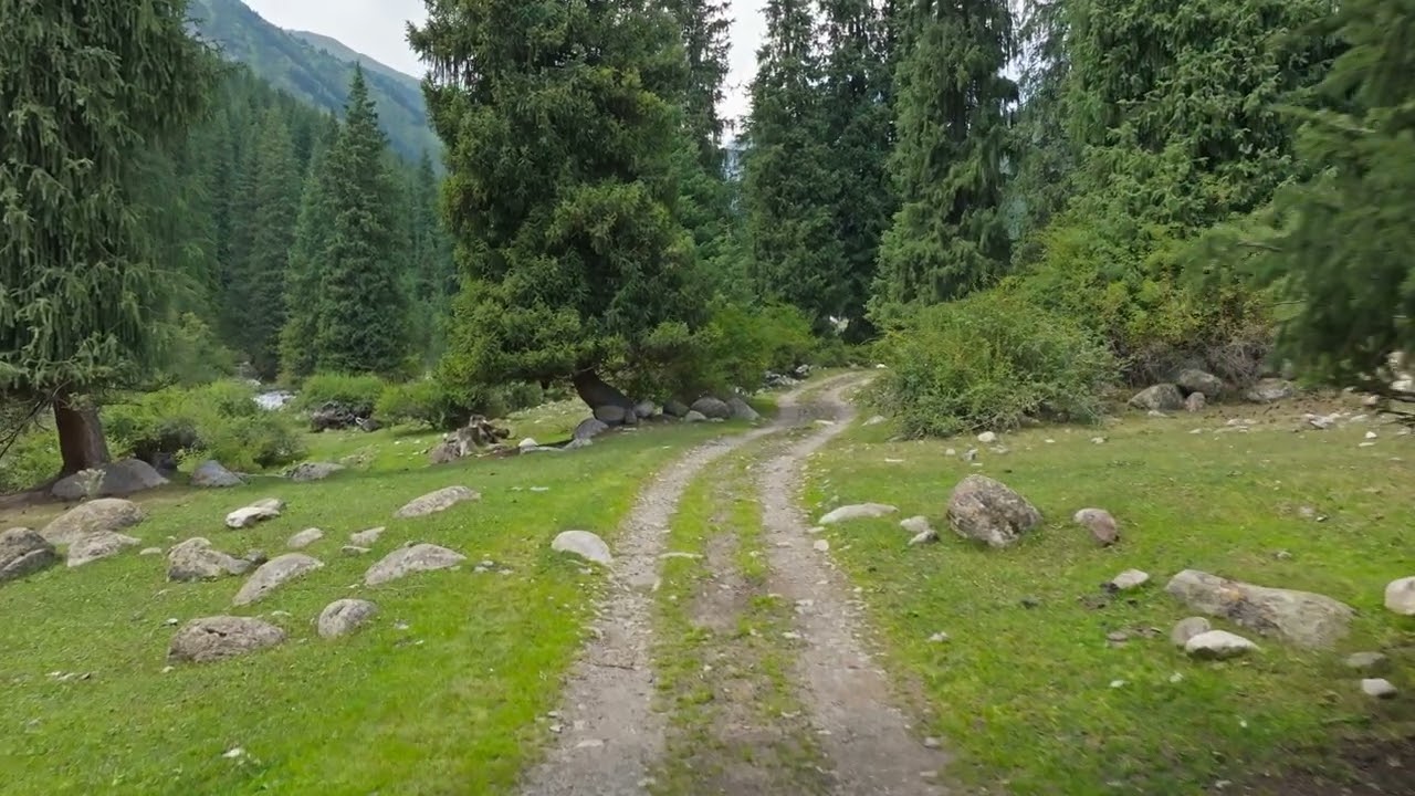 drone view flying over dirt road in serene coniferous forest meadow during daytime