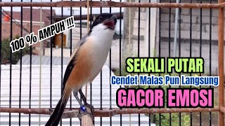 burung cendet gacor AMPUH BONGKAR FULL MATERI, PANCINGAN CENDET AGAR BUNYI bikin BURUNG PENTET GACOR