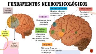 Discapacidad Intelectual - Cuento &quot;Pascal volador&quot;