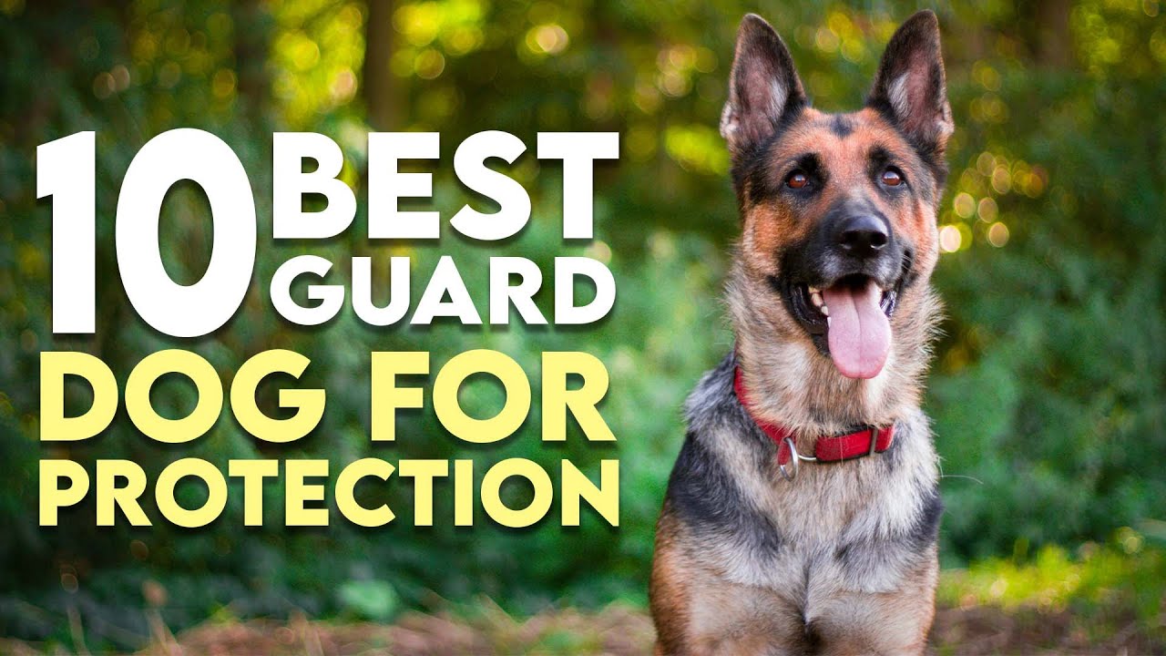 10 Dog Breeds That Can Protect You from Wild Animals - YouTube