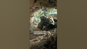 Have you ever seen a gopher tortoise burrow? 🐢 #NationalParksUSA