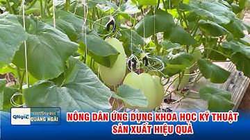 Nông dân ứng dụng khoa học kỹ thuật sản xuất hiệu quả | QNgTV
