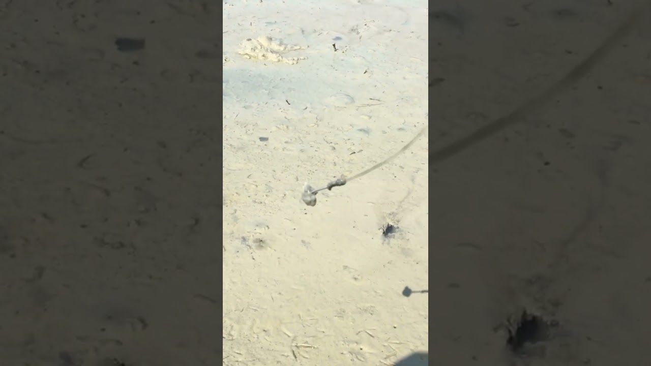 pilih lubang belut seperti ini pasti babon isinya