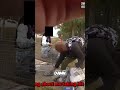 Cop VS Shopping Cart: Crazy Roadside Confrontation! #shorts