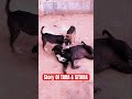 Sad Story Of These Street Puppies