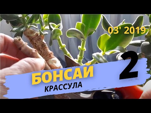 Денежное дерево | Толстянка | Крассула бонсай: уход, обрезка  Часть 2| Март 2019