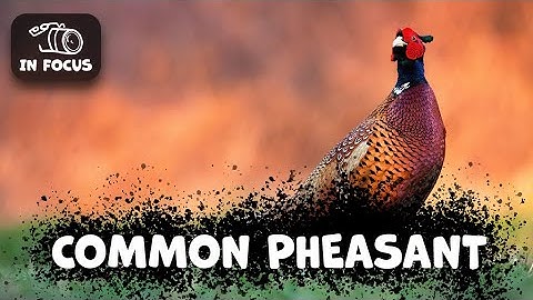 RING-NECKED PHEASANT Species Guide: Things you need to know