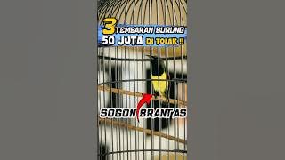 Sogon Brantas , 3 Varian Burung Dalam Setiap Tembakannya , 50 juta Ga di Terima !!!