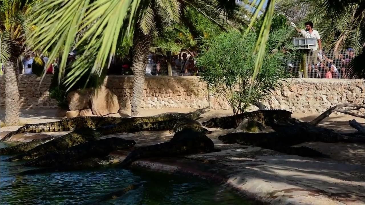 Djerba 2023 - Krokodýlí farma - krmení krokodýlů - YouTube