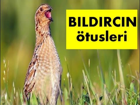 Bıldırcın Ötüşü | Quail Singing