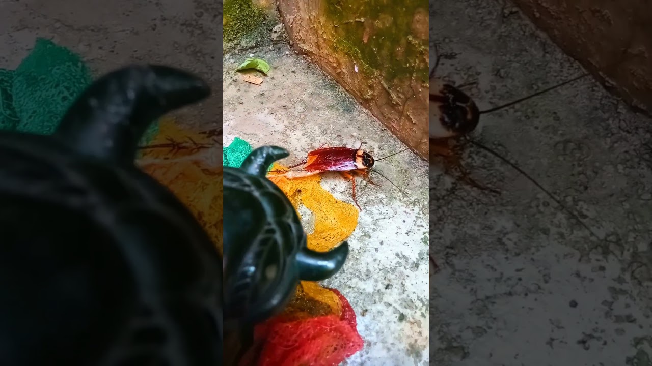 "Centipede CRUSHES Cockroach! 🐜💥 Nature's Wild Snack Battle!"