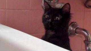 Kitten scared of the bathtub