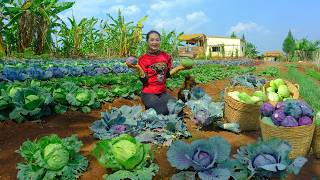 Harvest Homegrown Purple Cabbage And Green Cabbage To Sell At The Market – Cook, Garden, Daily Life